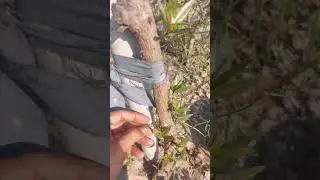 #treeplanting #rooftopgarden #planting #indoorplants  #roofgardening #roofgarden