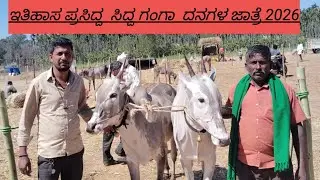 ವಿಶ್ವ ಪ್ರಸಿದ್ದ ಸಿದ್ದ ಗಂಗಾ ದನಗಳ ಜಾತ್ರೆ 2026 ರ ಸಡಗರ@ indian hallikar 4*2*2026