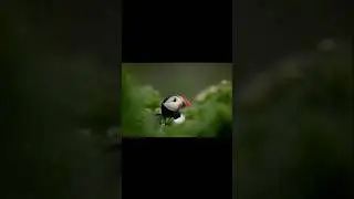 🐥photos of puffins🐥|#photography #travelphotography #worldinfocus #puffin #puffins
