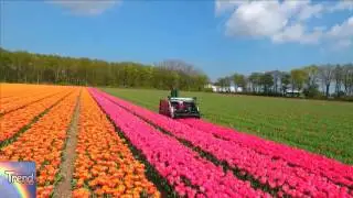 Dutch Tulip Gardens