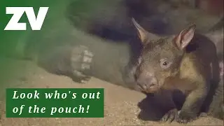 Meet Alkira the wombat joey