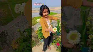 চেরি গোল্ড ফুল ফুটেছে #garden #gardening #flowers #nursery #UpdateGardening #chadbagan