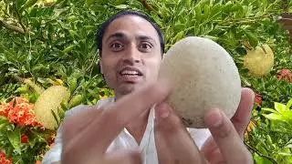 Kaitha | Kapittha | Kavath | Kabit | Elephant Apple | Wood Apple
