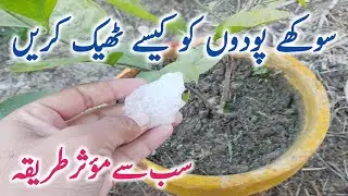 Sukhe Podon Ko Kaise Hara Bhara Rakhen || Best Home Remedy For Plants