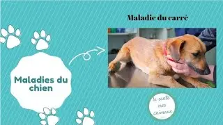 Maladie du chien 🐶 Maladie du carr&eacute; 🖍️