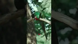 Chirps and Cheers: Understanding the Unique Language of Birds and Nurturing Human-Bird Bonds