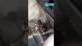 Comment devenir reine des fourmis ? 👑🐜 @seb_insectes