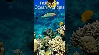 Ocean wonders short 6 #relaxingmusic #relaxation #nature #naturelovers