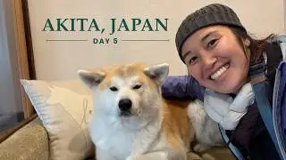 Жизнь в фургоне в Японии - Собаки AKITA и деревня самураев | 2 недели в Тохоку - День 5