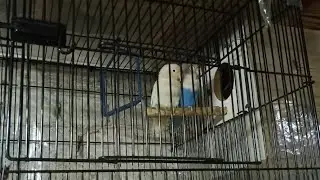 Blue fisheri/ino into albino black eye/red eye pairing | love bird pairing result