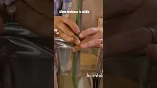 C&oacute;mo eliminar el yodo de la s&aacute;bila #herbolaria
