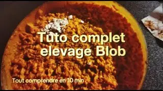 Tuto Complet Elevage Blob