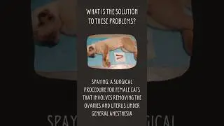 Benefits of Spaying Female Pet Cats 02