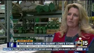 Owls living in Valley Lowe&rsquo;s location