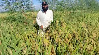 @agriculture