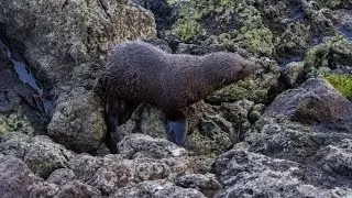 New Zealand Fur Seals and Sea Lions on the Otago Peninsula