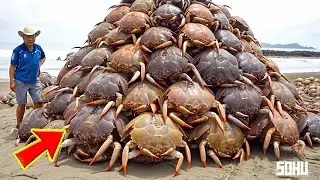 15 Most Dangerous Crustaceans In The World