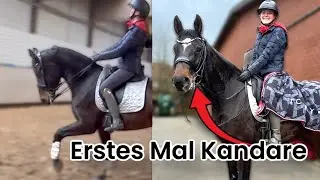 ERSTES MAL JUNGPFERD MIT KANDARE REITEN🫢| LIVE TRAINING