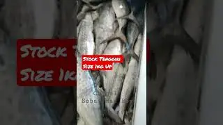 Tenggiri Ready Stock Mulai Size 1kg Up