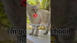 You like 😂 #schoollife #school #cat