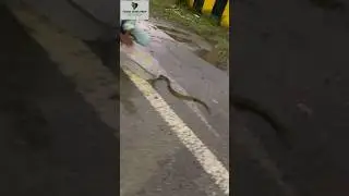 Release Indian rat snake forests nonvenomous￼ #viralshort #shorts #short #youtubeshort