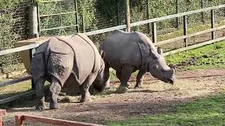 Chester zoo #chester #animals #travelvlog #zoo 