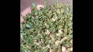 Erbsenblattl&auml;use, pea aphids