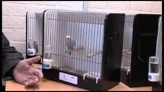 vogeltentoonstelling Hapert