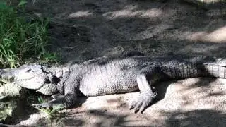 2016-12-21 - Croco Cun Zoo - Crocodile Pit