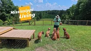 Another Attempt At Dog Training In Mississippi