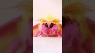 This Moth Was Made by a Cotton Candy Lover 😍 #shorts