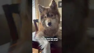 Drop your answer below ⬇️ #shorts #shortsvideo #beautiful #woolyhusky #huskylife #dogs #huskydog
