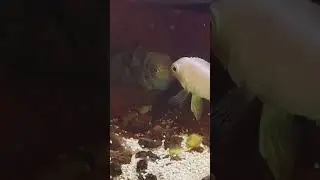 Aquarium Fresh Water Fish #fishtank #whitepolarfish #blackpolarfish #fishpet #shorts #yt #subscribe
