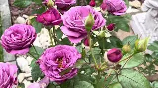 Plum Perfect Rose Spring 2025