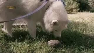 Zeus the goofy husky: Walk, Pee, Turtle, POOP!