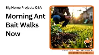 Weekly Morning Ant Bait Walks For Yard Control