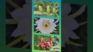 Red Dragon Fruit | Vietnamese Fruit | SVC #shorts