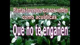 Plantas terrestres por acuaticas