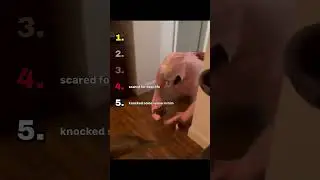 These dogs were NOT ready for this 😭🐶