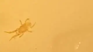 34-Mesostigmata mites