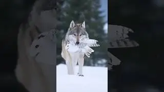 The Owl and wolf😢❤️ #trending #interstellar #nature #wildlife