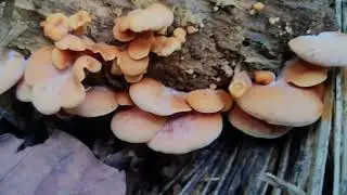 From Decay to Life &mdash; The Hidden Miracle Beneath the Rainforest 🌧️🍄
