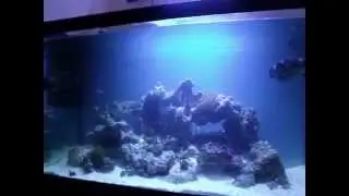 Fluval Osaka 260 Marine / Reef tank Aquarium - Onyx LED