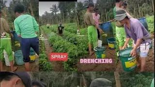 Drenching fertilizer and spray