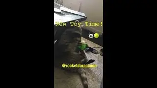 Pet raccoon playing with new toy - cat ruins the fun at the end