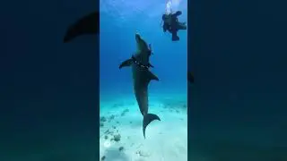 The CIA has a Dolphin SPY!