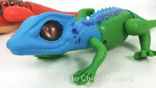 Unboxing ROBO ALIVE LIZARDS FROM ZURU.  Kid Friendly Video