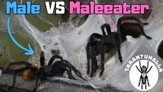 Pairing My Green Bottle Blue Tarantulas! (Chromatopelma cyaneopubescens Breeding Attempt)