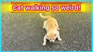 БРОШАЯ КОТЁНКА СНОВА ХОДИТ ТАК СТРАННО || @happykittiestv9