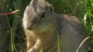European Ground Squirrel - Endangered Species Close-up